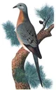 Passenger Pigeon 