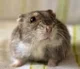 dwarf hamster
