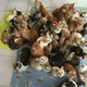 Bunch of kittens