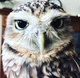 Yaffle the owl