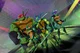 ROTTMNT RP