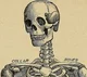 Skeleton