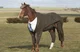 Horse in coat
