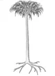 Lepidodendron Tree