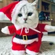cat santa