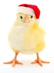 Christmas chicken 