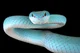 Eater snake