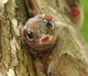 Sunda flying lemur