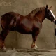Brown Draft Horse 