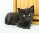 Black Kitten