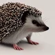 pet hedgehog