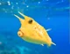 Cowfish 