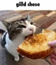 Silly Cat
