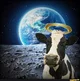 Holy Cow
