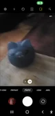 Blue cat mochi