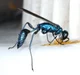 Blue Wasp