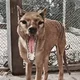 Thylacine