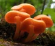 Orange Mushrooms