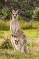 Queen of Kangaroos