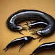 Giant Millipede 