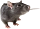 A Rat