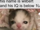 Wilbur