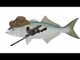 sniper fish tf2