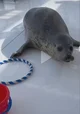 Foca enojada 