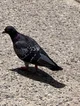 Pigeon