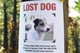 Missing dog poster