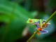 Red-eyed tree frog