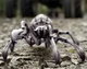 Arachnoquake Spiders