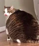 Annoying fat cat