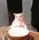 Birthday Cat