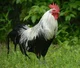 Rooster