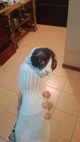 Cat in a sock