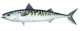 Holy Mackerel