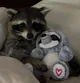 raccoon therapist