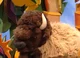 Custer The Bison