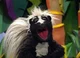 Stinky The Skunk