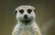 Meerkat