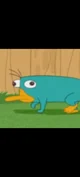 Platypus 
