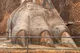 The lions paw
