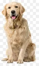 Golden Retriever PNG