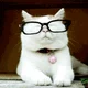 Smarty cat