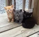 Tres gatitos bebes