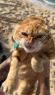 KITTYYYY