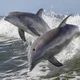 Dolphin pod 