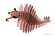 Anomalocaris