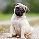 Pug Ai